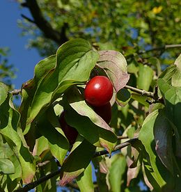 Geltonžiedė sedula (Cornus mas)