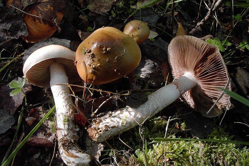 File:Cortinarius trivialis-2.jpg