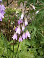 Primula matthioli