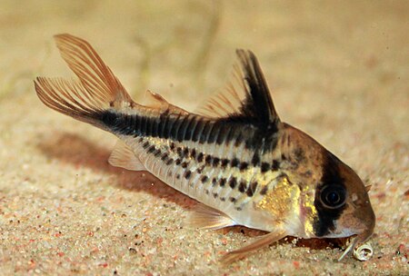 Corydoras_loxozonus