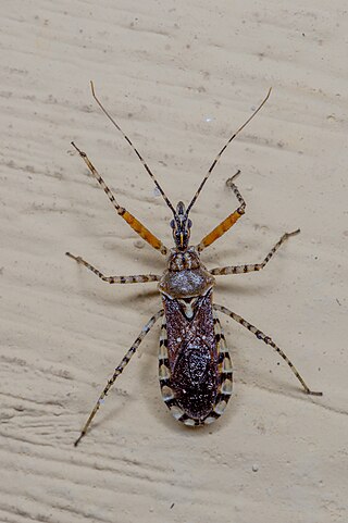 <i>Cosmoclopius nigroannulatus</i> Species of true bug