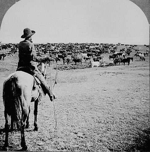 Cattle herd and cowboy, c. 1902