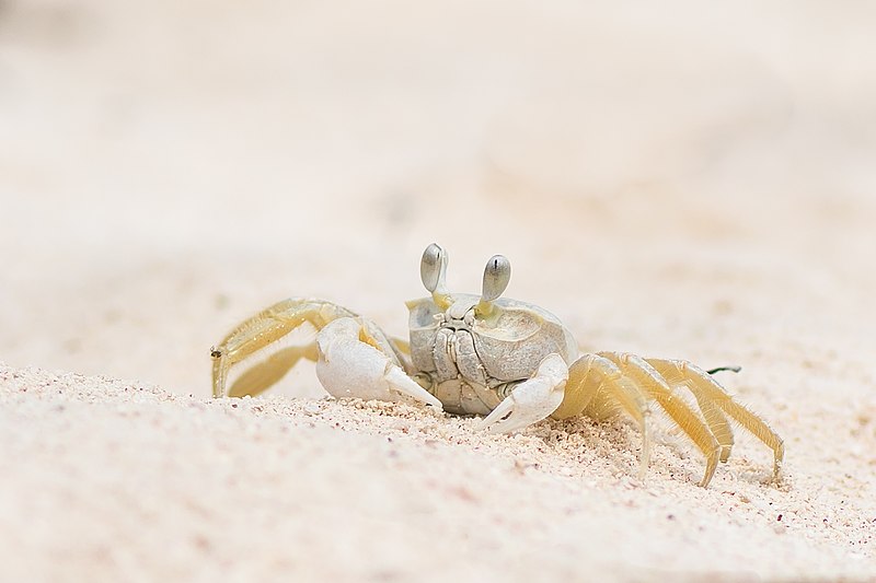 File:Crab - Cayo Jutias.jpg