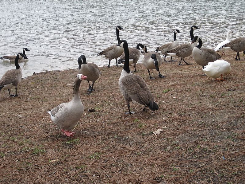 File:Craighead Forest Park Jonesboro AR 2014-03-01 007.jpg