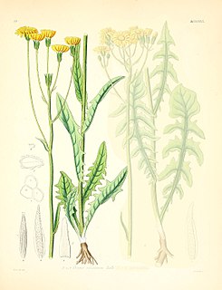 <i>Crepis nicaeensis</i> Species of flowering plant