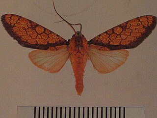 <i>Cresera hieroglyphica</i> Species of moth