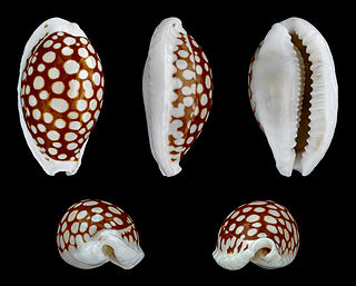 <i>Cribrarula cribraria</i> Species of gastropod