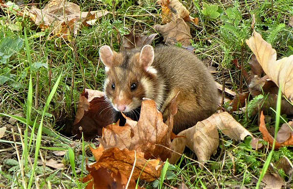 Black-bellied hamster (Cricetus cricetus), also known as European hamster, common hamster