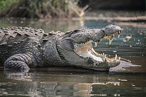 Crocodile basking