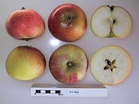 Cross section of Old Fred, National Fruit Collection (acc. 1945-055).jpg
