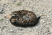 Crotalus horridus (Timber Rattlesnake)