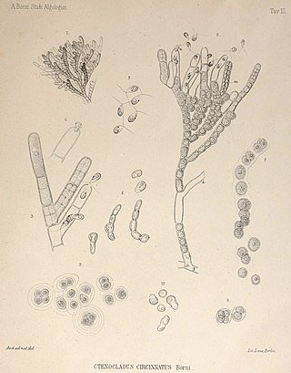 <i>Ctenocladus</i> Genus of algae