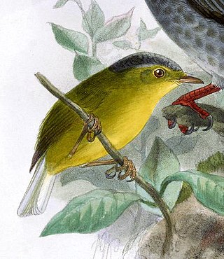 <span class="mw-page-title-main">Grey-crowned warbler</span> Species of bird