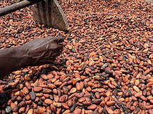 Granos de cacao secos