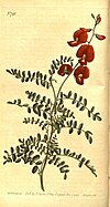 Swainsona galegifolia