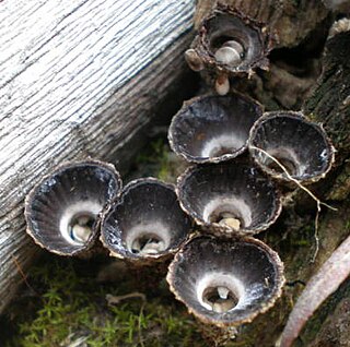 <i>Cyathus helenae</i> Species of fungus