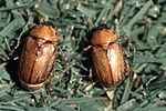 Miniatura para Cyclocephala hirta