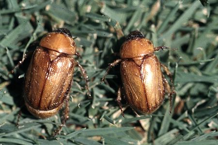 Cyclocephala hirta.jpg