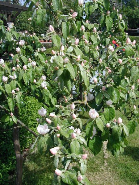 File:Cydonia-oblonga-flowering-tree.JPG