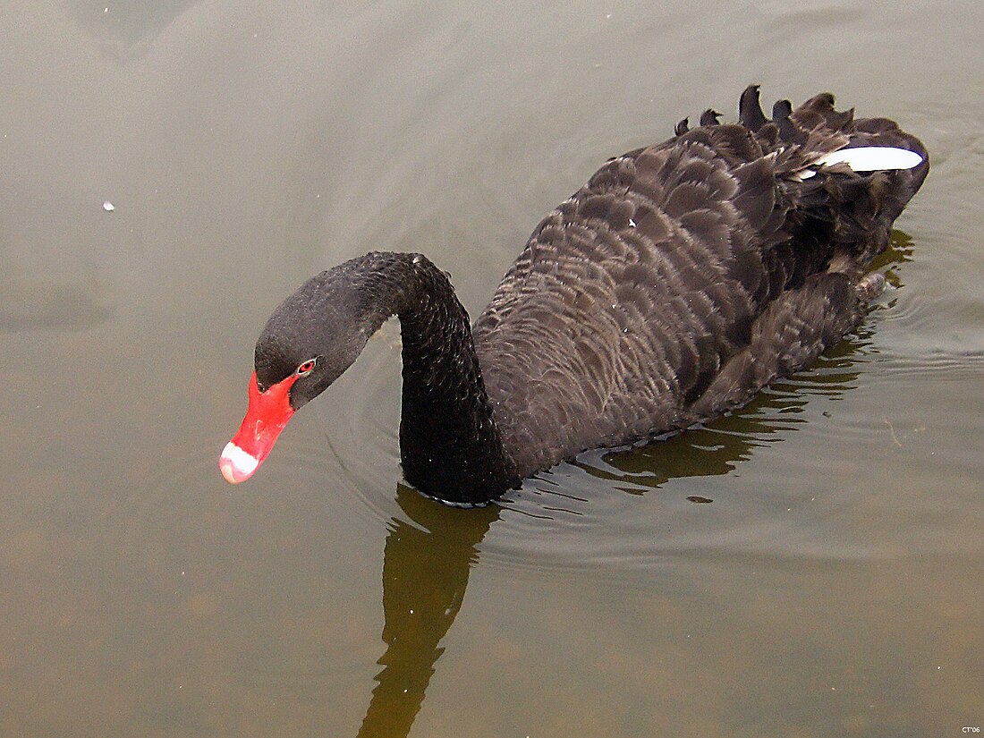 Teoría del cisne negro