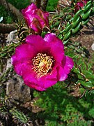 Cylindropuntia imbricata (Walking Stick Cholla), Flower