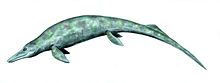 Life restoration of the Middle-Late Triassic ichthyosaur Cymbospondylus Cymbospondylus BW.jpg