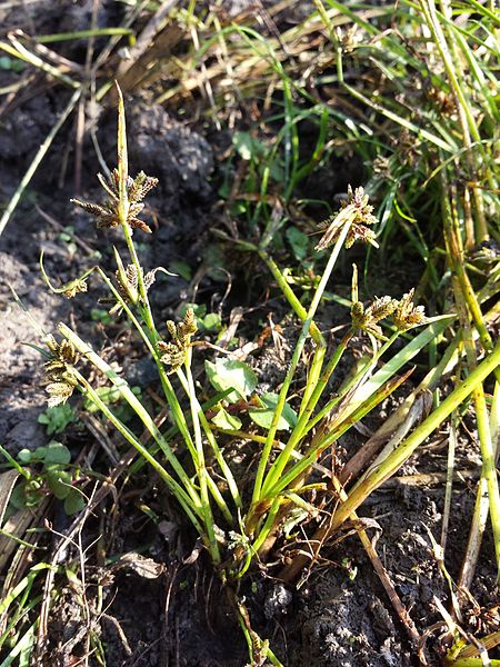 File:Cyperus fuscus sl1.jpg