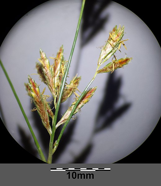 File:Cyperus longus subsp. longus sl31.jpg