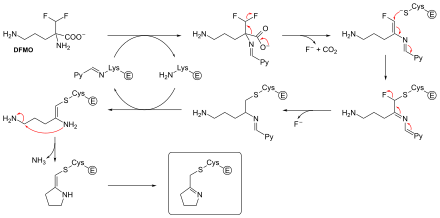 Chemical mechanism for irreversible inhibition of ornithine decarboxylase by DFMO. Pyridoxal 5'-phosphate (Py) and enzyme (E) are not shown. Adapted from Poulin et al, 1992.[61]