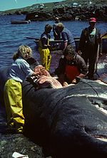 Thumbnail for File:DIssecting a large basking shark that was caught in a fish net and washed up on the beach. (5643198141).jpg