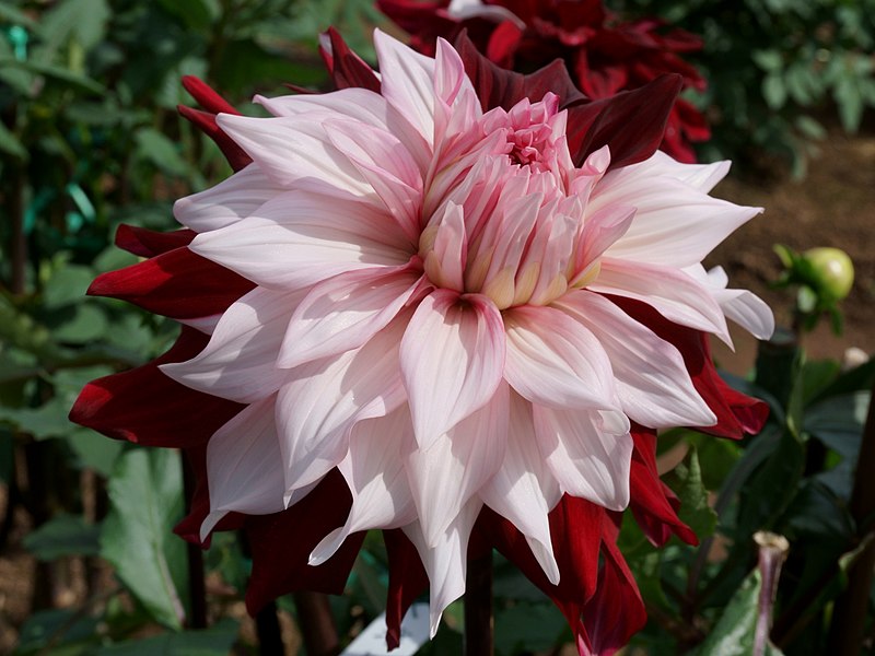 File:Dahlia 'Uwakigokoro' (ID) at Akita Kokusai Dahlia Garden, Japan.jpg