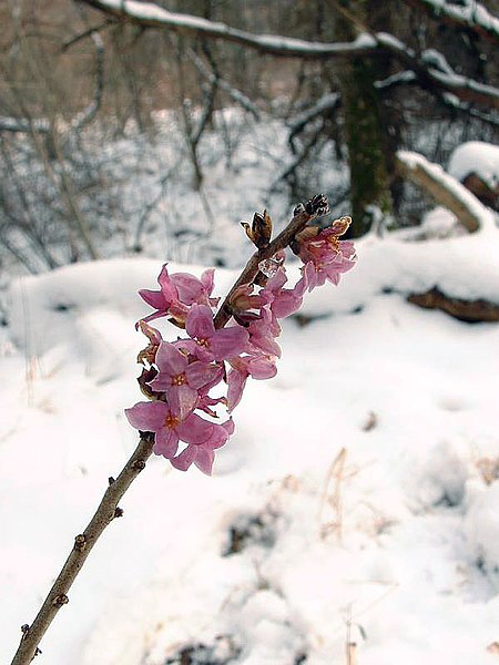 File:Daphne mezereum4.jpg