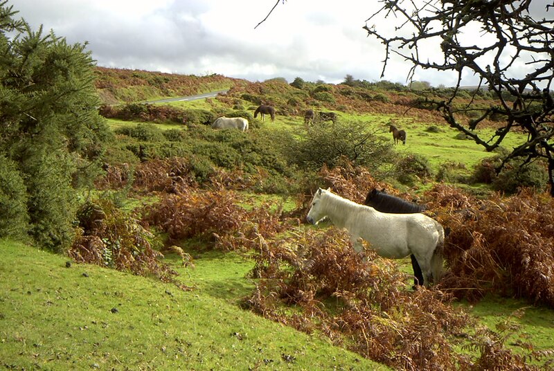 File:Dartmoor wildlife.jpg