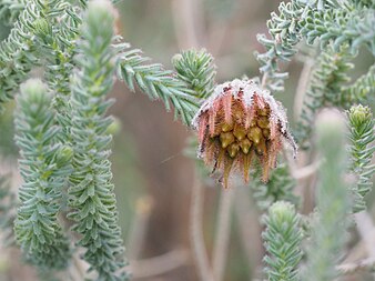 D. chapmaniana flower detail Darwinia chapmanniana (flower detail).jpg