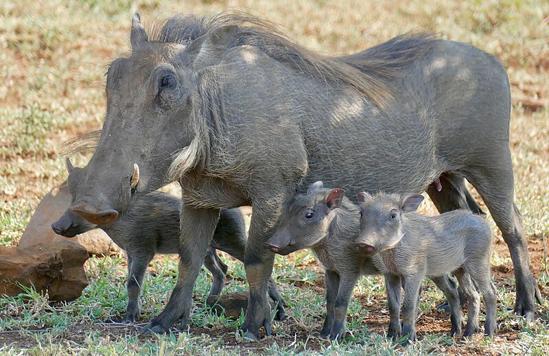 File:Day 66 Common Warthogs (Phacochoerus africanus) female and piglets ... (53352996295).jpg