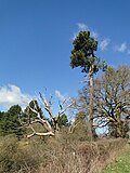 Thumbnail for File:Dead oak and Scots pine - geograph.org.uk - 4409360.jpg