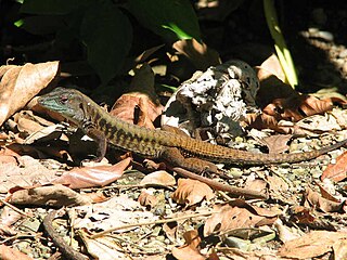 <i>Holcosus leptophrys</i> species of reptile