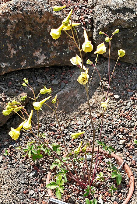 Tập_tin:Delphinium_luteum_1.jpg