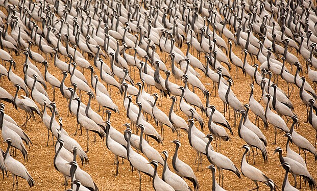 Beautiful Demoiselle cranes migrate from Mongolia to Khichan near Bikaner (Rajasthan) ANKITNARANG297