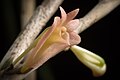 Dendrobium faciferum