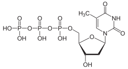 Illustratives Bild des Artikels Thymidintriphosphat