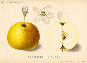 The 'Reine des reinettes' apple Deutsche Pomologie - Aepfel - 042.jpg