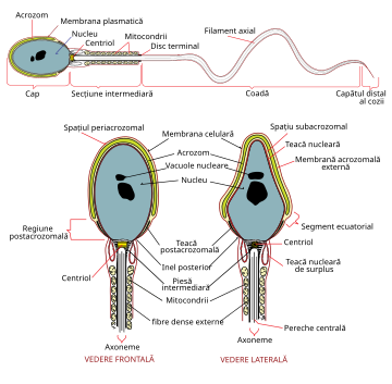 Spermatozoid