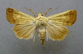 Dichagyris flavina