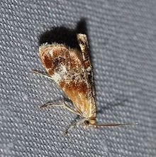 Dicymolomia julianalis - Julia's Dicymolomia Moth (14262377773).jpg