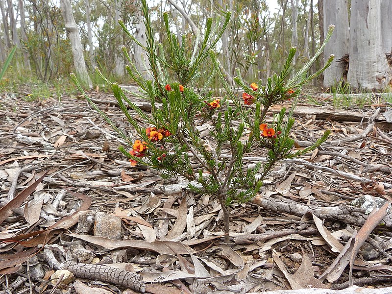 File:Dillwynia sericea 1.jpg