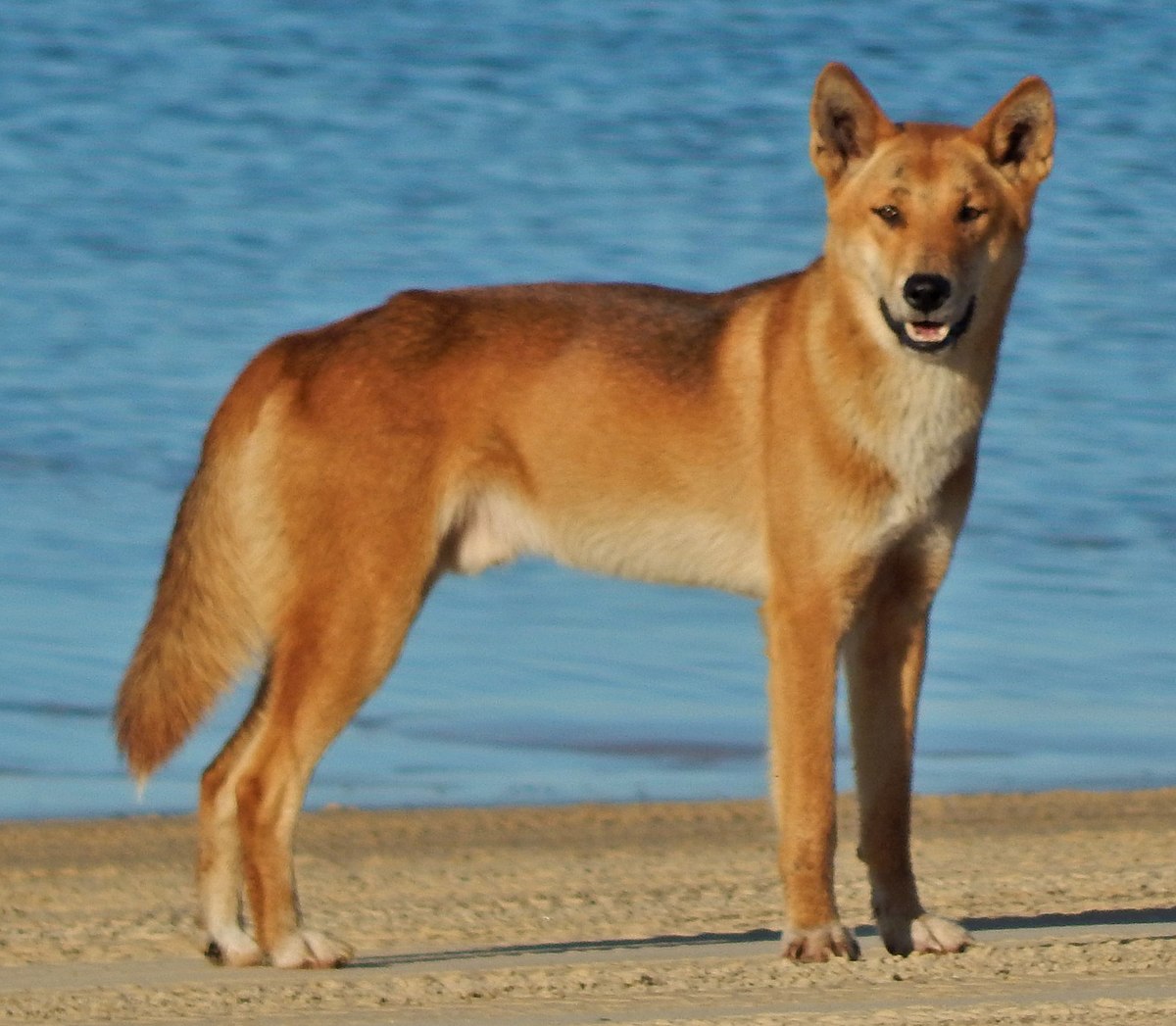 Dingo Dog, Domesticated, Characteristics, Traits