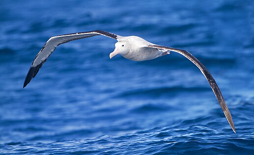 Une autre vue sur l'albatros hurleur en vol (Diomedea exulans). Ce bel oiseau a la plus grande envergure de tous les oiseaux actuels, avec une moyenne de 3,10 m. Certains individus atteignent jusqu'à 3,70 m d'envergure. La longueur du corps varie de 1,10 à 1,35 m. Son poids varie entre 6 et 12 kg (8 kg en moyenne)[26].