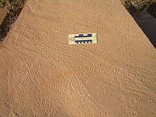 The trackways Diplichnites from the Elk Mound Group (Cambrian), Blackberry Hill, central Wisconsin. These may have been made by the euthycarcinoid, Mosineia macnaughtoni, which is also found at Blackberry Hill. Diplichnites, Cambrian, Elk Mound Group. Blackberry Hill, WI. Gass, 2012.jpg