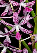 Dipodium ensifolium